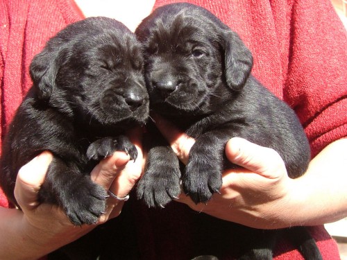 puppy training cheshire